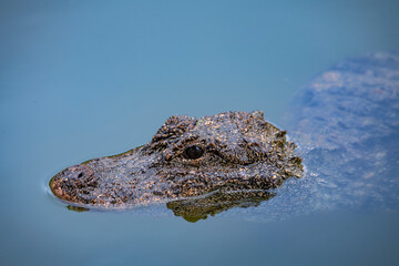 Very dangerous animal Chinese alligator close-up