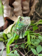 A green iguana with peeling skin on its back, showing its natural molting process, poses among green leaves on a blurred background.