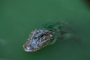 Very dangerous animal Chinese alligator close-up