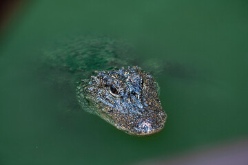 Very dangerous animal Chinese alligator close-up