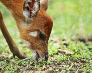 Close up of a little sitatunga grazing alone