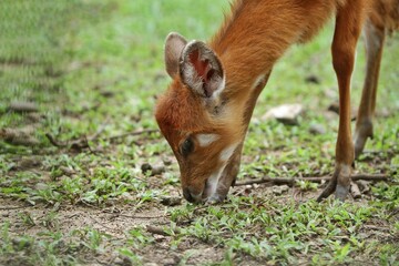 Close up of a little sitatunga grazing alone