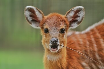 close up of a cute little sitatunga