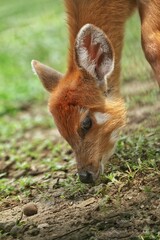 Close up of a little sitatunga grazing alone
