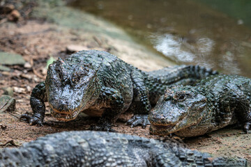 Very dangerous animal Chinese alligator close-up