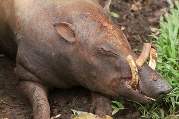 close up of a babirusa sleeping on the ground