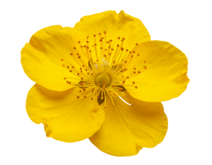 Yellow Apricot Flower, a traditional lunar new year in Vietnam isolated on a transpar