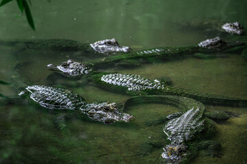 Very dangerous animal Chinese alligator close-up