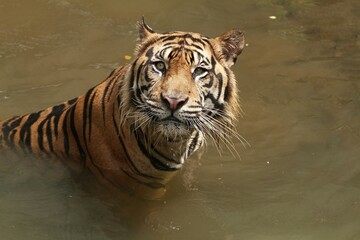 close up of a Sumatran tiger soaking in a pool