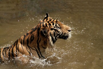 close up of a Sumatran tiger soaking in a pool