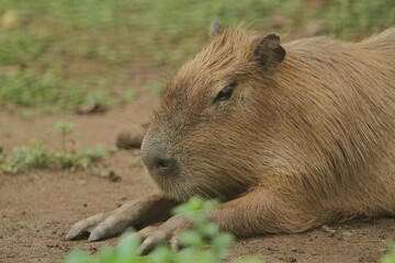 close up of a capybara lying on the ground