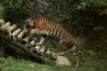 Sumatran tiger seen walking up the stairs