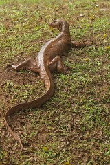a muddy salvator lizard crawling on the grass
