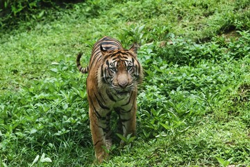 a Sumatran tiger wandering in the bush
