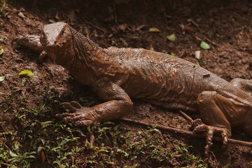 a salvator lizard crawling on the muddy ground