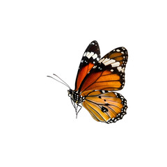 Obraz premium Butterfly flying on a white background in spring nature
