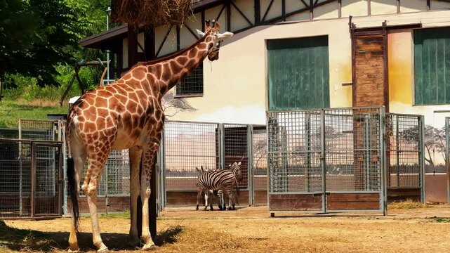 Giraffe and zebra at sanctuary. A giraffe stands calmly near its enclosure while a zebra explores the nearby area in bright sunlight.