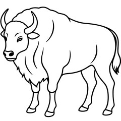 North American Bison Line Drawing