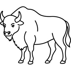 North American Bison Line Drawing