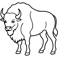 North American Bison Line Drawing