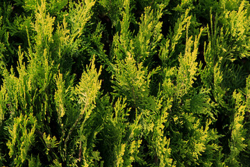 Lush green foliage displays vibrant textures in a thriving natural setting during daylight hours