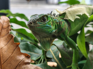 A green iguana with peeling skin on its back, showing its natural molting process, poses among...