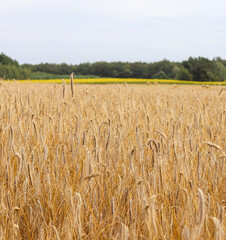 Golden wheat field under a bright sky, with a distant line of trees and a yellow field, evoking...