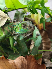 A green iguana with peeling skin on its back, showing its natural molting process, poses among green leaves on a blurred background.