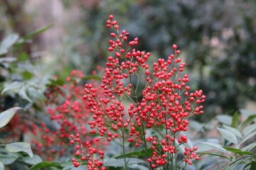 Nandina or heavenly bamboo with soft green foliage background