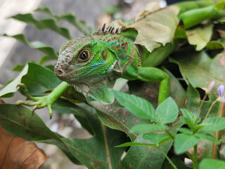 A green iguana with peeling skin on its back, showing its natural molting process, poses among...