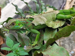 A green iguana with peeling skin on its back, showing its natural molting process, poses among...