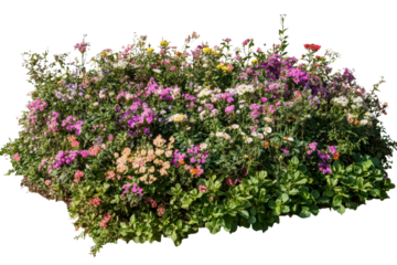 Colorful bush of flowers with various blooms on a transparent background perfect for digital designs and decorations in any context