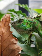 A green iguana with peeling skin on its back, showing its natural molting process, poses among green leaves on a blurred background.