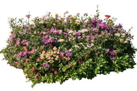 Colorful bush of flowers with various blooms on a transparent background perfect for digital designs and decorations in any context