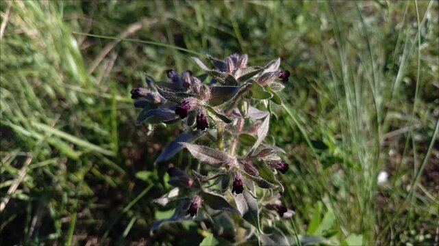 Purple Nonea flowers grow in the field.  A genus of dicotyledonous plants of the Boraginaceae family. The flowering of nonea.