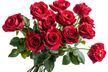 Bouquet of vibrant red roses isolated on clean background perfect for celebration or gifting to express love and admiration