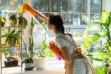 Woman in rubber gloves and apron manually washes window of house with rag cleaner and mop inside interior with home plants on windowsill. Restoring order and cleanliness in spring, cleaning servise