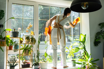 Woman in rubber gloves and apron manually washes window of house with rag cleaner and mop inside interior with home plants on windowsill. Restoring order and cleanliness in spring, cleaning servise