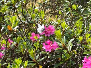 Wanderung Biberwier Handschuhspitze