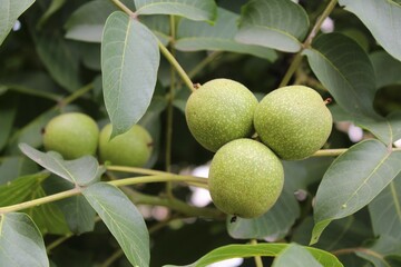 Green young walnut fruits on a tree branch and fresh green walnut leaves