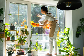 Woman in rubber gloves and apron manually washes window of house with rag cleaner and mop inside interior with home plants on windowsill. Restoring order and cleanliness in spring, cleaning servise
