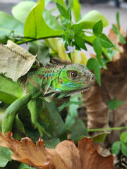 A green iguana with peeling skin on its back, showing its natural molting process, poses among green leaves on a blurred background.