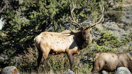bull elk in yellowstone national park