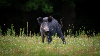 wild boar in the forest