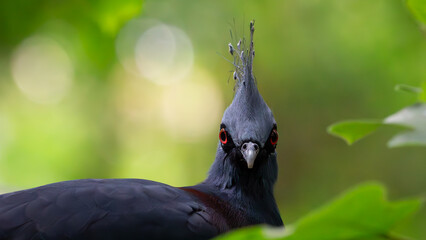 Western crowned pigeon portrait