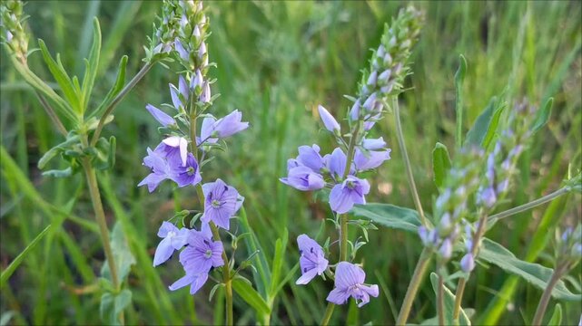 Purple flowers of veronica prostrata. A perennial herbaceous plant, a species of the genus Veronica, family Plantaginaceae.