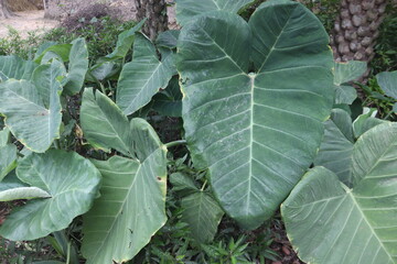 Closeup of lush green elephant ear plants in a garden setting