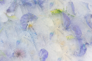 abstract deep frozen purple flowers with wisteria, clover, lavender, daisy and geranium creating watercolor background effect