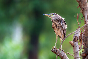 footage of heron, The black-crowned night heron or black-capped night heron, commonly shortened to just night heron in Eurasia