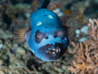 Seal-Faced Pufferfish Close-Up Portrait